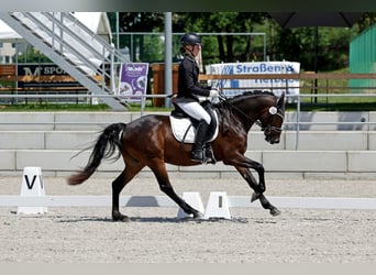 Deutsches Reitpony, Wallach, 3 Jahre, 147 cm, Dunkelbrauner