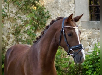 Deutsches Reitpony, Wallach, 3 Jahre, 147 cm, Dunkelfuchs