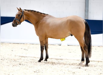 Deutsches Reitpony, Wallach, 3 Jahre, 147 cm, Falbe