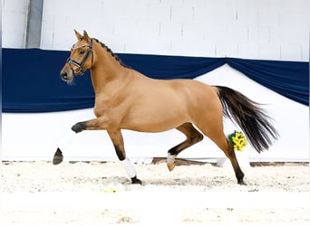 Deutsches Reitpony, Wallach, 3 Jahre, 147 cm, Falbe