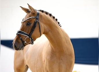 Deutsches Reitpony, Wallach, 3 Jahre, 147 cm, Falbe