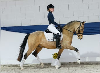 Deutsches Reitpony, Wallach, 3 Jahre, 147 cm, Falbe Deutsches Reitpony, Wallach, 3 Jahre, 147 cm, Falbe