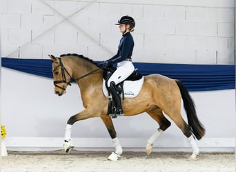 Deutsches Reitpony, Wallach, 3 Jahre, 147 cm, Falbe Deutsches Reitpony, Wallach, 3 Jahre, 147 cm, Falbe