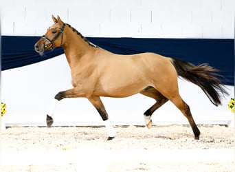 Deutsches Reitpony, Wallach, 3 Jahre, 147 cm, Falbe