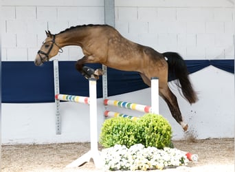 Deutsches Reitpony, Wallach, 3 Jahre, 147 cm, Falbe