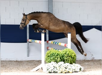 Deutsches Reitpony, Wallach, 3 Jahre, 147 cm, Falbe