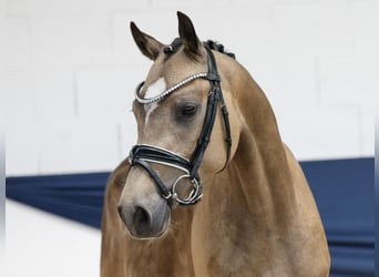 Deutsches Reitpony, Wallach, 3 Jahre, 147 cm, Falbe