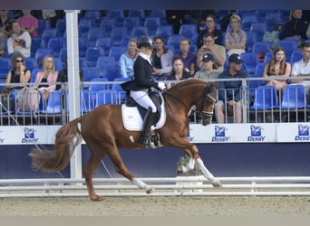 Deutsches Reitpony, Wallach, 3 Jahre, 147 cm, Fuchs