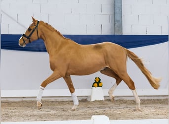 Deutsches Reitpony, Wallach, 3 Jahre, 147 cm, Fuchs