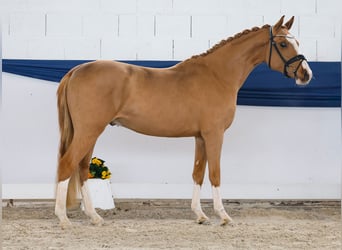 Deutsches Reitpony, Wallach, 3 Jahre, 147 cm, Fuchs