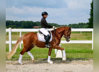 Deutsches Reitpony, Wallach, 3 Jahre, 147 cm, Fuchs