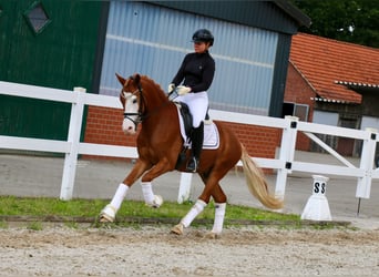 Deutsches Reitpony, Wallach, 3 Jahre, 147 cm, Fuchs