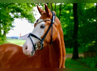 Deutsches Reitpony, Wallach, 3 Jahre, 147 cm, Fuchs