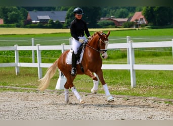 Deutsches Reitpony, Wallach, 3 Jahre, 147 cm, Fuchs