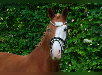 Deutsches Reitpony, Wallach, 3 Jahre, 147 cm, Fuchs