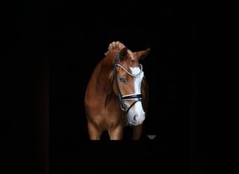 Deutsches Reitpony, Wallach, 3 Jahre, 147 cm, Fuchs