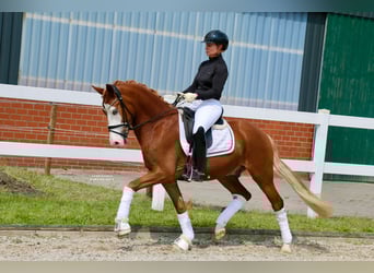 Deutsches Reitpony, Wallach, 3 Jahre, 147 cm, Fuchs