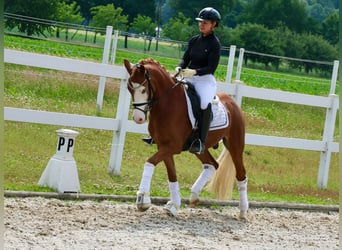 Deutsches Reitpony, Wallach, 3 Jahre, 147 cm, Fuchs
