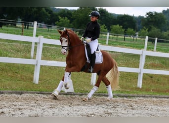 Deutsches Reitpony, Wallach, 3 Jahre, 147 cm, Fuchs