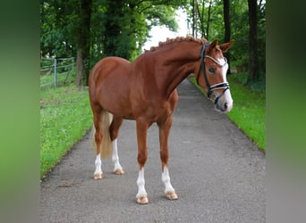 Deutsches Reitpony, Wallach, 3 Jahre, 147 cm, Fuchs