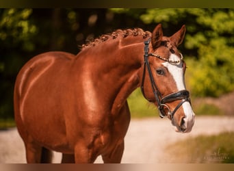 Deutsches Reitpony, Wallach, 3 Jahre, 147 cm, Fuchs