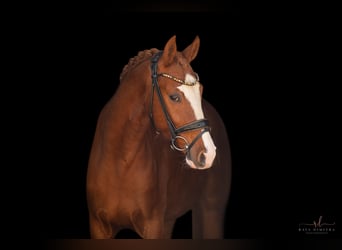 Deutsches Reitpony, Wallach, 3 Jahre, 147 cm, Fuchs