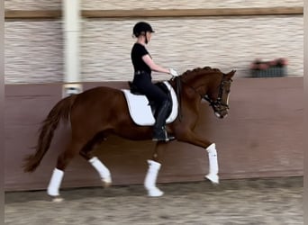 Deutsches Reitpony, Wallach, 3 Jahre, 147 cm, Fuchs