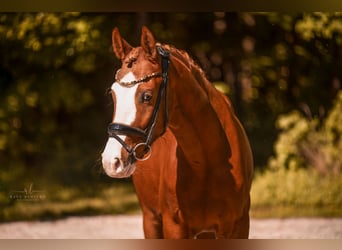 Deutsches Reitpony, Wallach, 3 Jahre, 147 cm, Fuchs