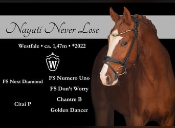 Deutsches Reitpony, Wallach, 3 Jahre, 147 cm, Fuchs