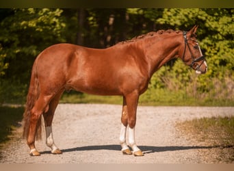 Deutsches Reitpony, Wallach, 3 Jahre, 147 cm, Fuchs