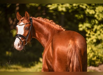 Deutsches Reitpony, Wallach, 3 Jahre, 147 cm, Fuchs