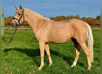 Deutsches Reitpony, Wallach, 3 Jahre, 147 cm, Palomino