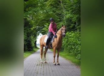 Deutsches Reitpony, Wallach, 3 Jahre, 147 cm, Palomino
