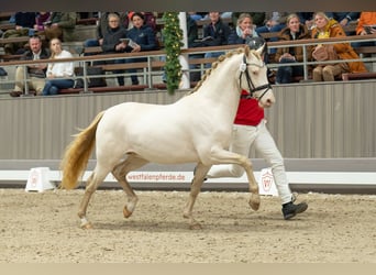 Deutsches Reitpony, Wallach, 3 Jahre, 147 cm, Perlino