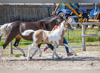 Deutsches Reitpony, Wallach, 3 Jahre, 147 cm, Schecke