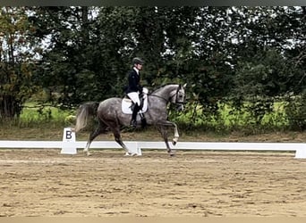 Deutsches Reitpony, Wallach, 3 Jahre, 147 cm, Schimmel