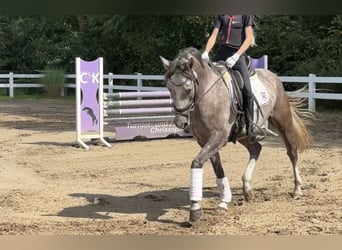 Deutsches Reitpony, Wallach, 3 Jahre, 147 cm, Schimmel