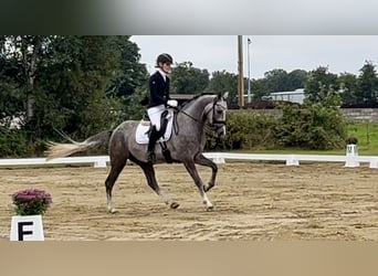 Deutsches Reitpony, Wallach, 3 Jahre, 147 cm, Schimmel