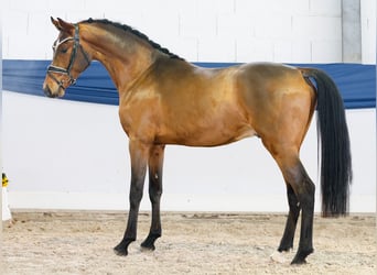 Deutsches Reitpony, Wallach, 3 Jahre, 148 cm, Brauner