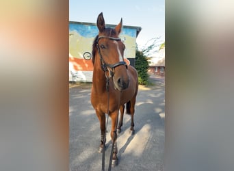 Deutsches Reitpony Mix, Wallach, 3 Jahre, 148 cm, Brauner