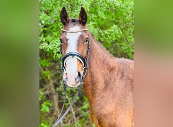 Deutsches Reitpony, Wallach, 3 Jahre, 148 cm, Brauner