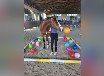 Deutsches Reitpony, Wallach, 3 Jahre, 148 cm, Brauner