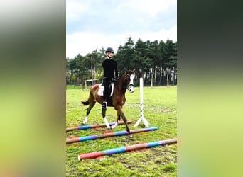 Deutsches Reitpony, Wallach, 3 Jahre, 148 cm, Brauner