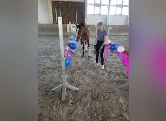Deutsches Reitpony, Wallach, 3 Jahre, 148 cm, Brauner