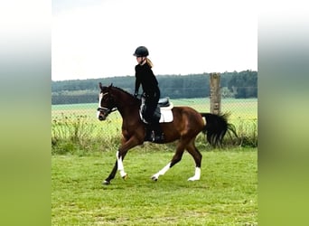 Deutsches Reitpony, Wallach, 3 Jahre, 148 cm, Brauner