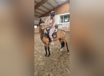 Deutsches Reitpony, Wallach, 3 Jahre, 148 cm, Buckskin