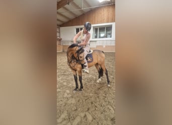 Deutsches Reitpony, Wallach, 3 Jahre, 148 cm, Buckskin