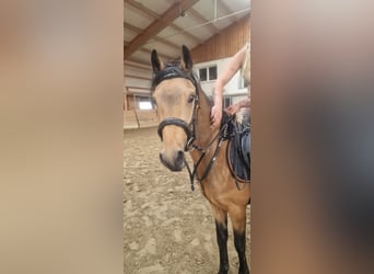 Deutsches Reitpony, Wallach, 3 Jahre, 148 cm, Buckskin
