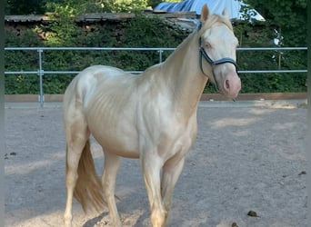 Deutsches Reitpony, Wallach, 3 Jahre, 148 cm, Cremello