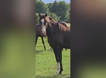 Deutsches Reitpony, Wallach, 3 Jahre, 148 cm